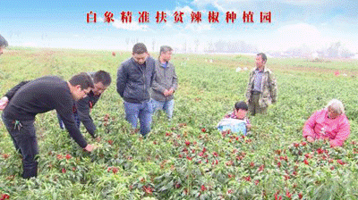 聚焦兩會：白象食品嚴守產品質量，積極創新研發，助力鄉村振興